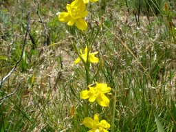 Moraea ramosissima